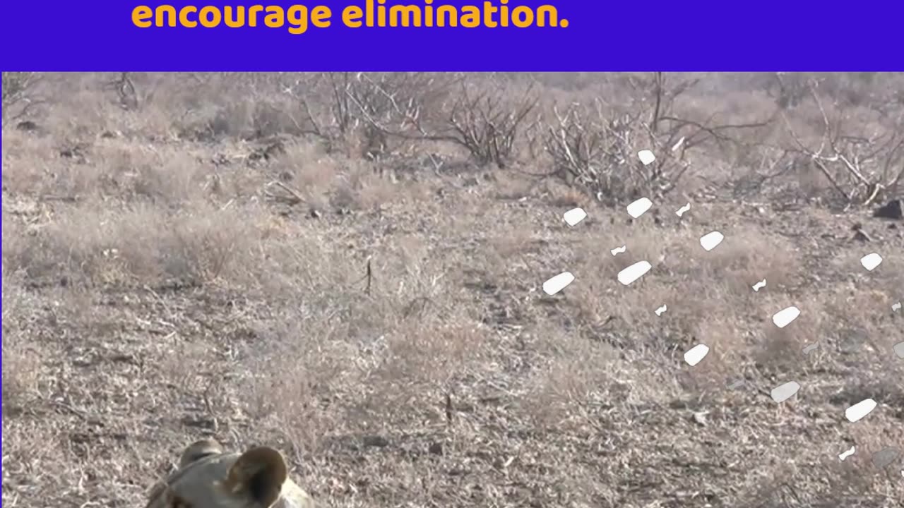 How to Care for Lion Cub