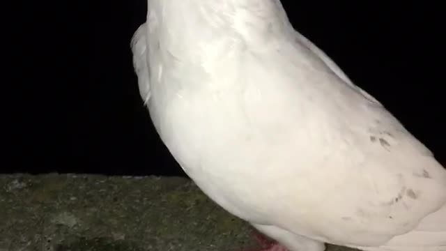 Pigeon does not want to be touched