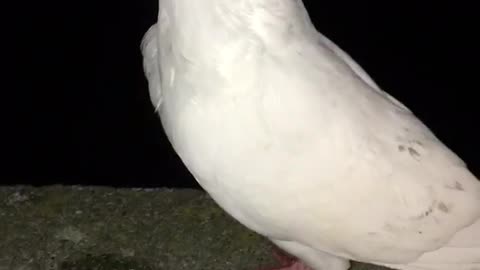 Pigeon does not want to be touched