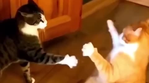 Funny Cat 😺 And Dogs 🐶🐕|| Animals Video