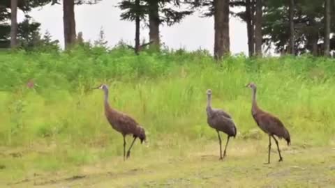 Sandhill Crane Family Walking Down Country Road