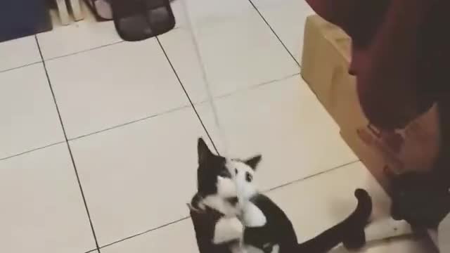 How does this cat look like an emoji