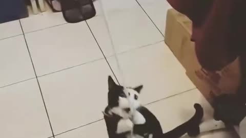 How does this cat look like an emoji