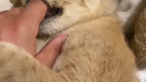 Cute lion baby