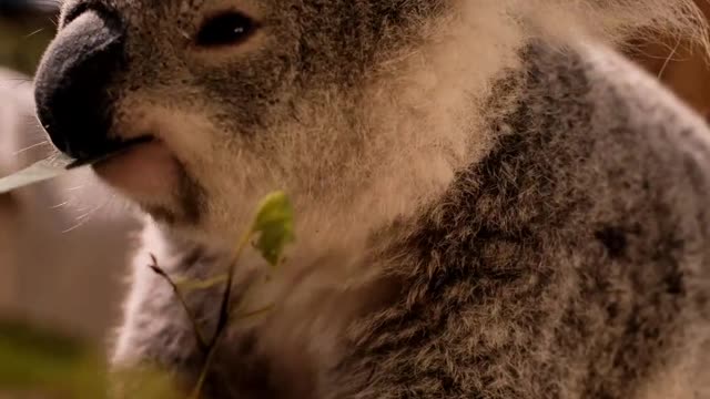 Koala Eating Leaves