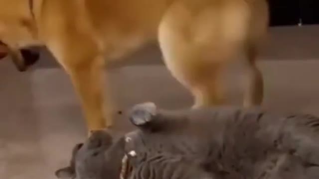 Funny dogs and cats video