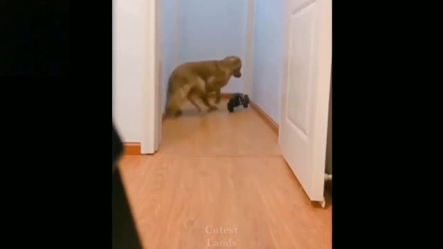 Gog Funny Video awesome reaction this dog 😂