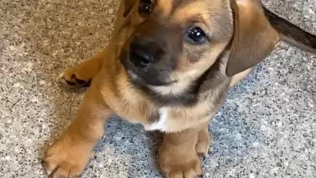 The first woof