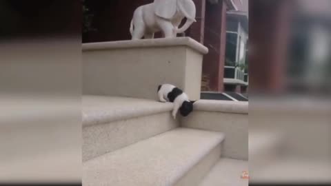 a small pug fell down the stairs😂