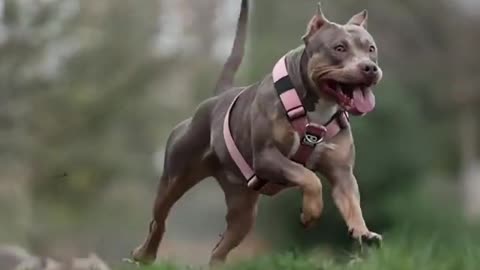 dog funny shorts#shorts #viral #dog #animals