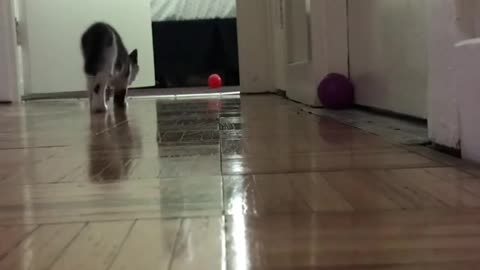 Cat Loves to Play with Her Orange Ball