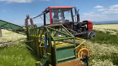 Chamomile Harvesting and Chamomile Essential Oil Processing in Factory - Essential Oil Industry