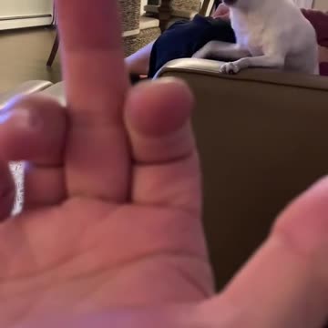 The Pet Dog Triggered. Try Not To Laugh 2