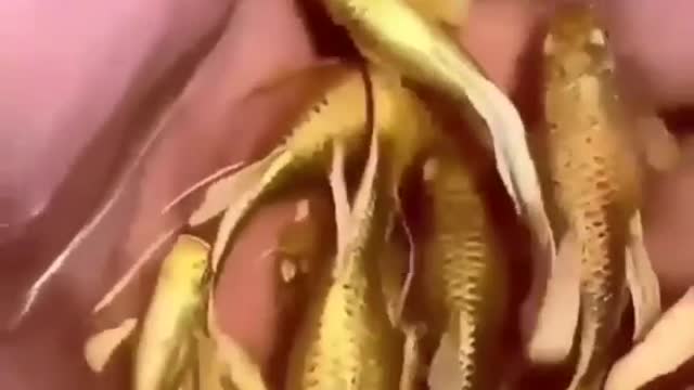 This is what real goldfish look like | Funny animals