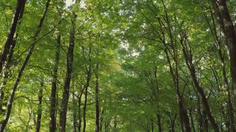 Beautiful Nature Stock Footage