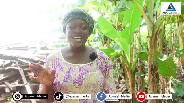 African Village Life - PIG FARMING in my Village - AFRICAN VILLAGE LIFE GHANA 🇬🇭_Cut.mp4