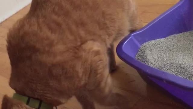 Cat Can't Bury His Poop