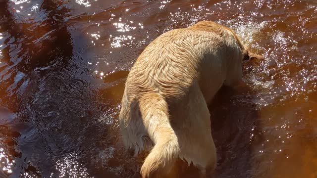 Clam digging dog