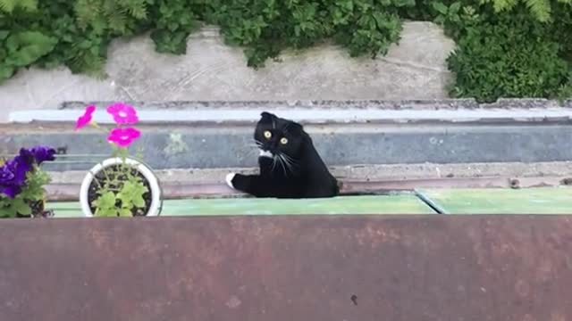 Window Kitty Entranced by Bizarre Serenade