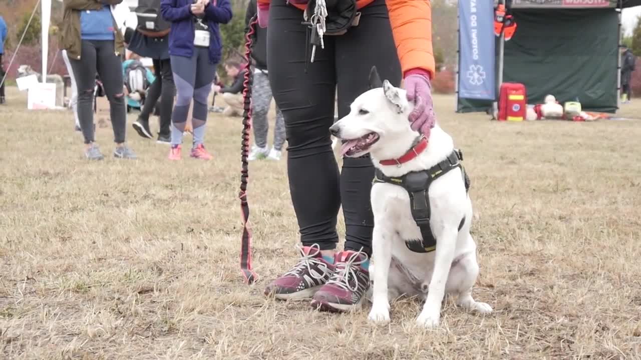 🐕 Basic Dog Training - Top 10 Esential Comands Every Dog Should Know!