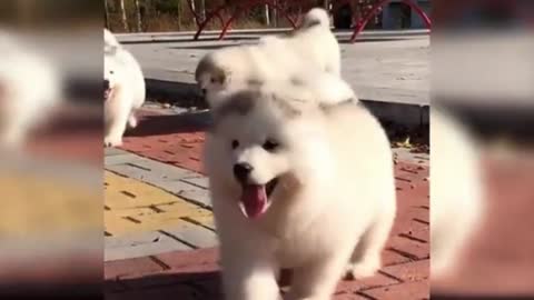 Baby dogs- Cute and Funny dogs Videos