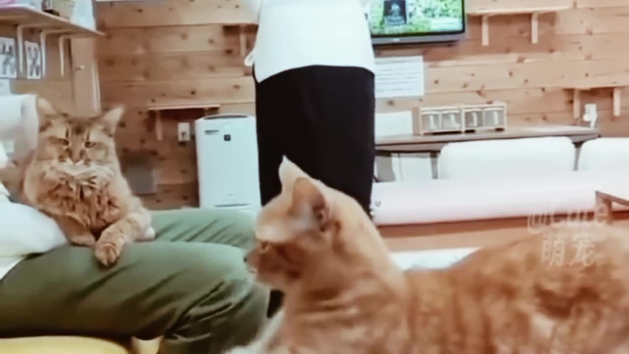 Funny videos 😂 😂 Ever #Funny