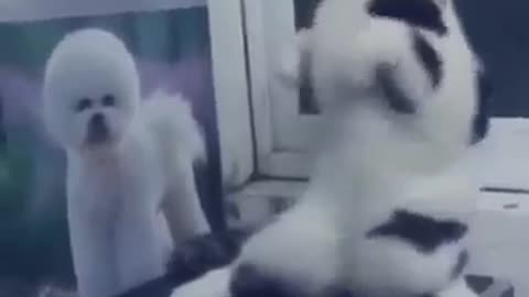 This Cat Dance Will Make You LAUGH! Very Funny!