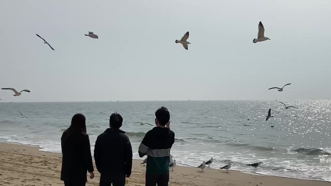 Seagulls competing for eating shrimp snacks