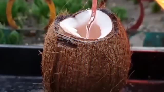 Coconut vs hot lava