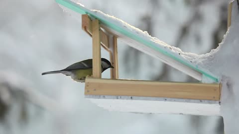 Bird feeder in the park - With great music