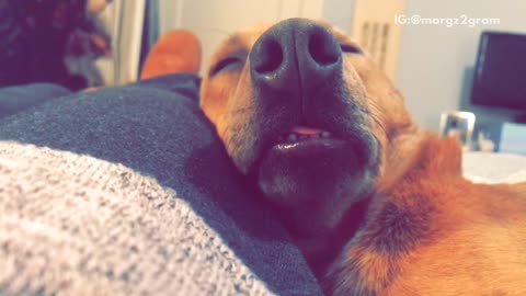 Brown dog laying on owners lap and falling asleep