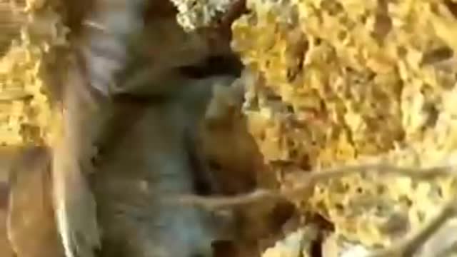 A snake surprised a bird in the nest