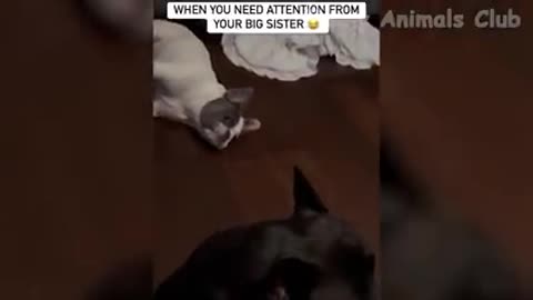 Funny cat