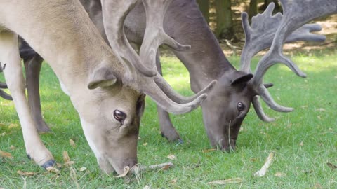 Fallow deer stags graze in a meadow by a forest on a sunny day - closeup