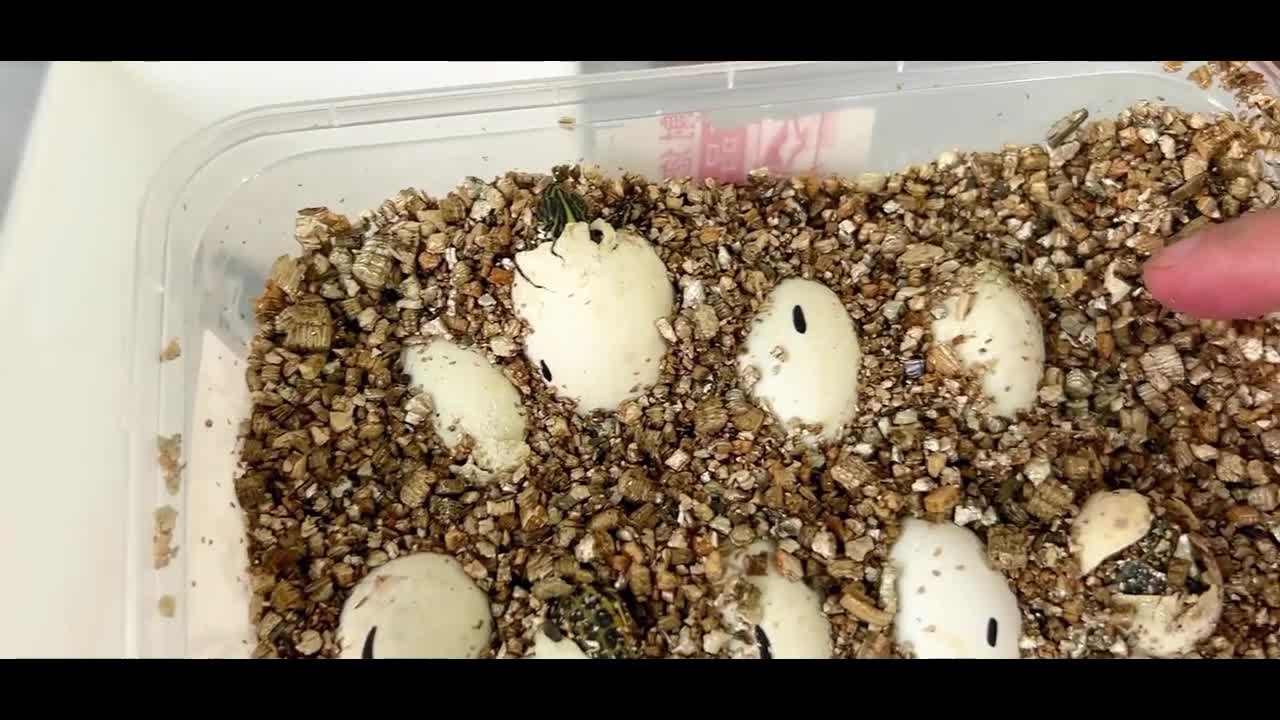 turtle eggs