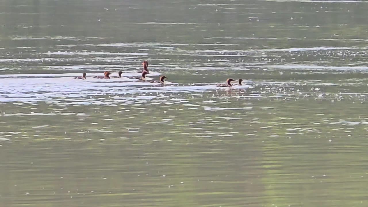 Young goosander chicks on a big river / small waterfowl on a river / cute goosander chicks.