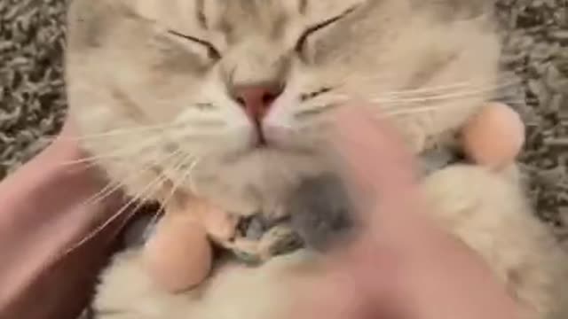 Baby Kitten Calling Mom