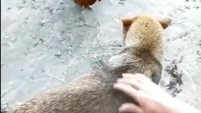 Chicken vs Dog Fighting - Funny Dog Fight