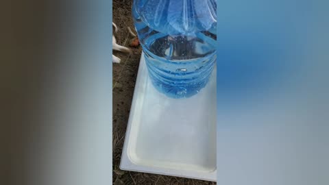 Simple Homemade Gravity Waterer Bowl