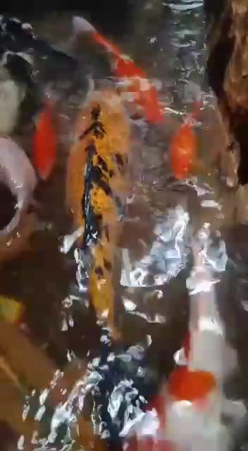 Small fish pond near the neighborhood