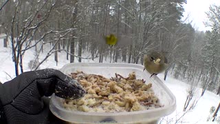 bluebirds taking from bowl