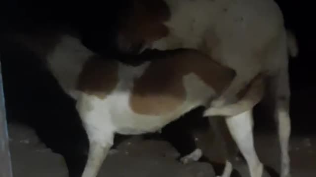 Funny Dogs!! shorts