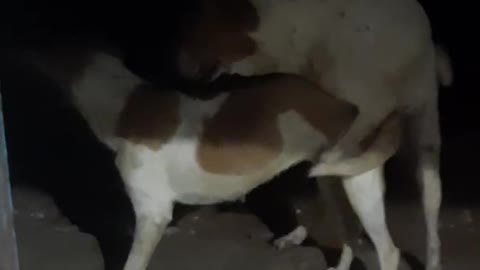 Funny Dogs!! shorts