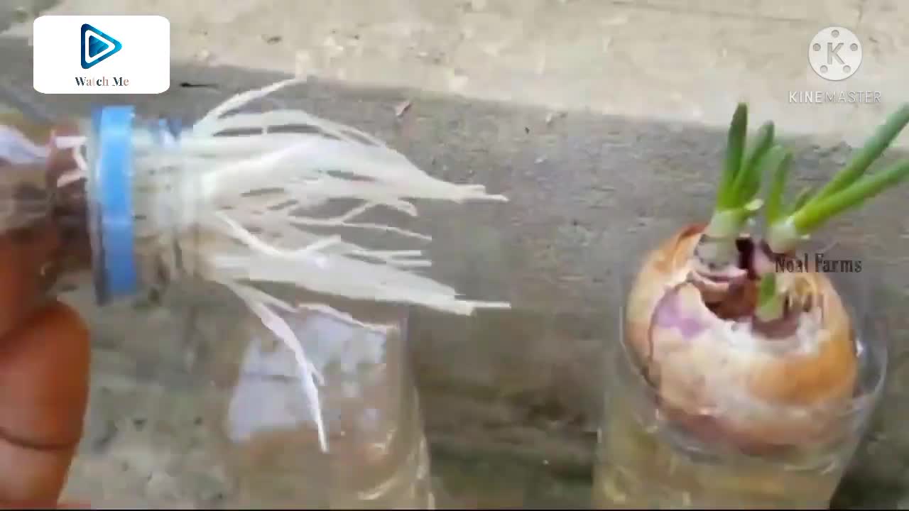 Hydroponics Made of Bottles || Red Onions Grow in Water || Backyard Garden