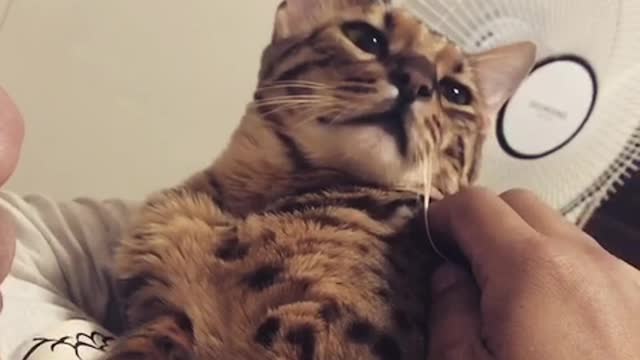 a cheeky cat