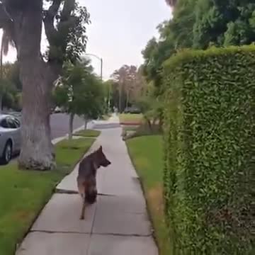 Dog realizes owner isn't behind him any more.