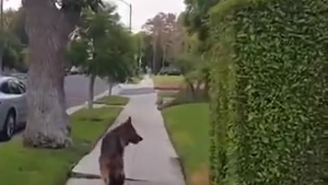 Dog realizes owner isn't behind him any more.