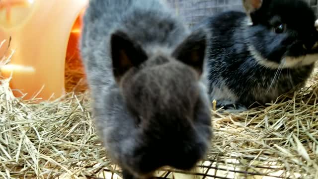 Adorable bunnys