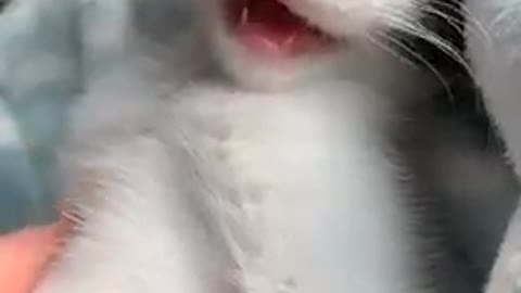 When Animals Act like Humans | Cats acting like Humans | Cute Animals
