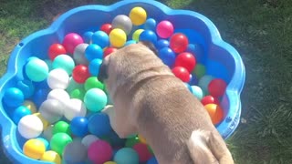 Pug Playtime in Lockdown